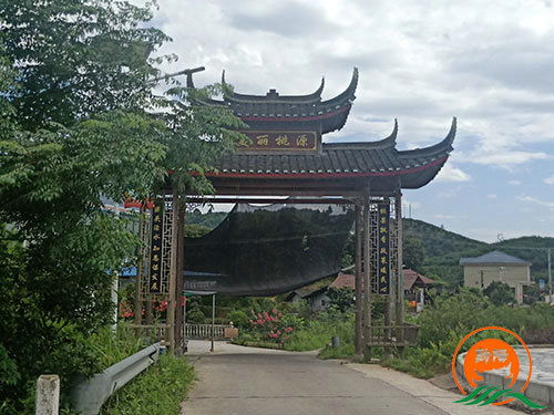 黔陽瞐黔陽黃桃產業園15